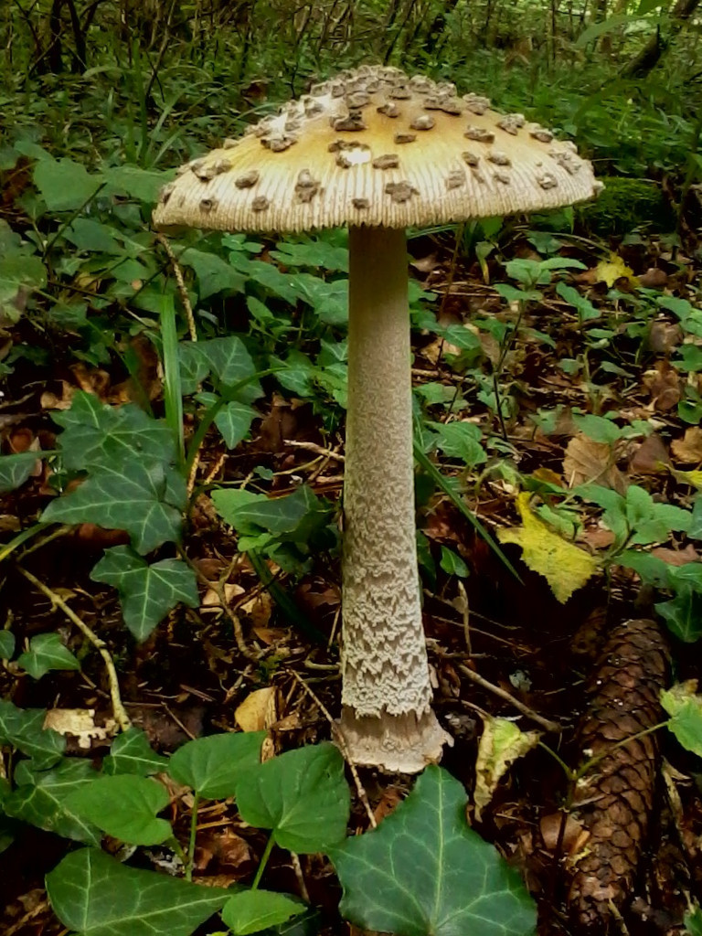 Amanita ceciliae_07-2014.jpg
