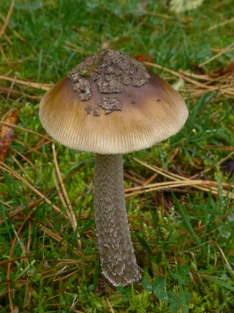 Amanita ceciliae_11-2020.jpg