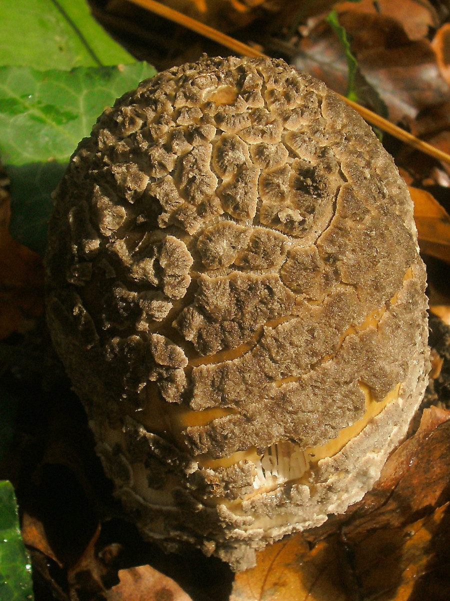 Amanita ceciliae-a_10-2013.jpg