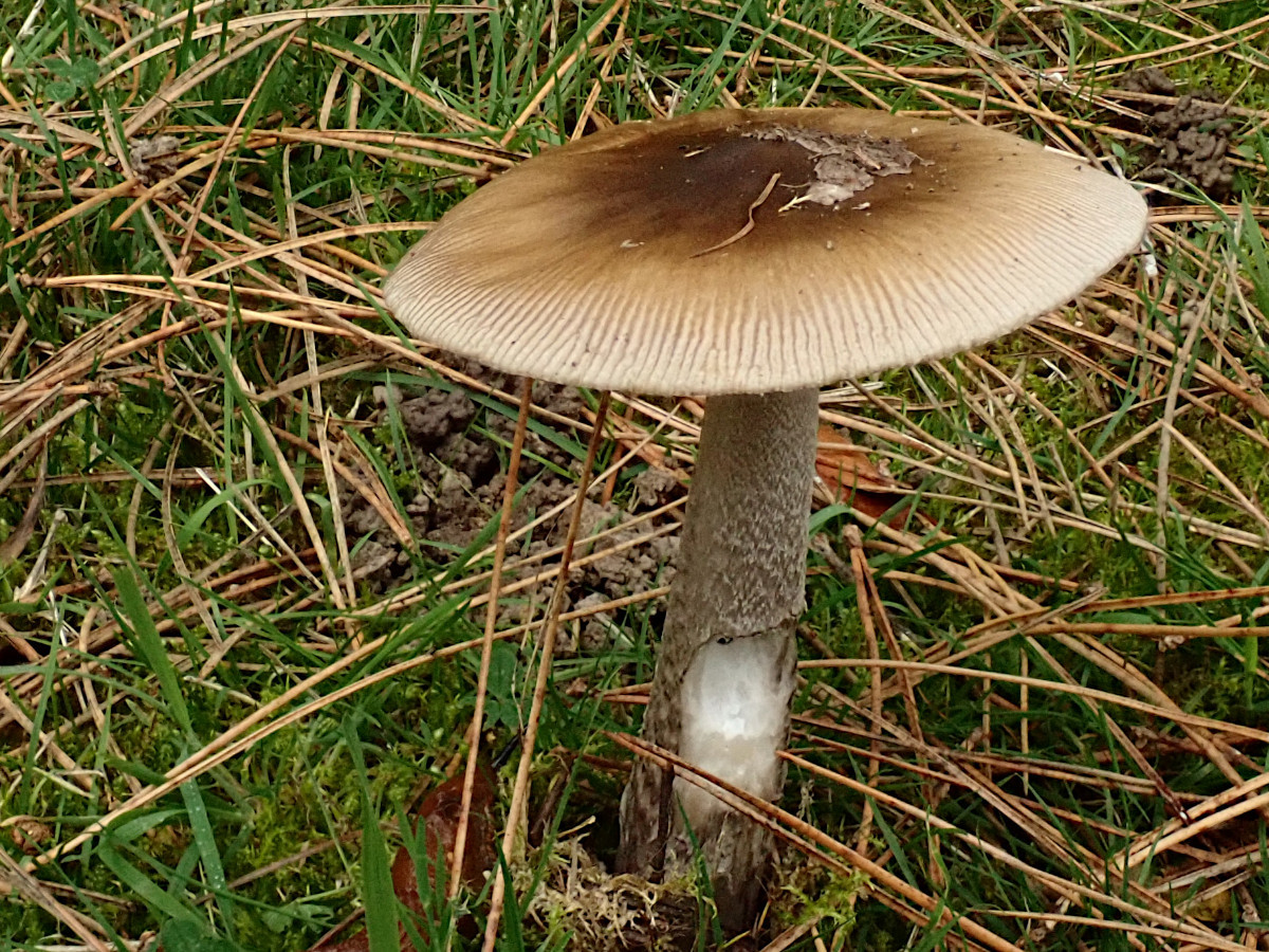 Amanita ceciliae-a_10-2024.jpg