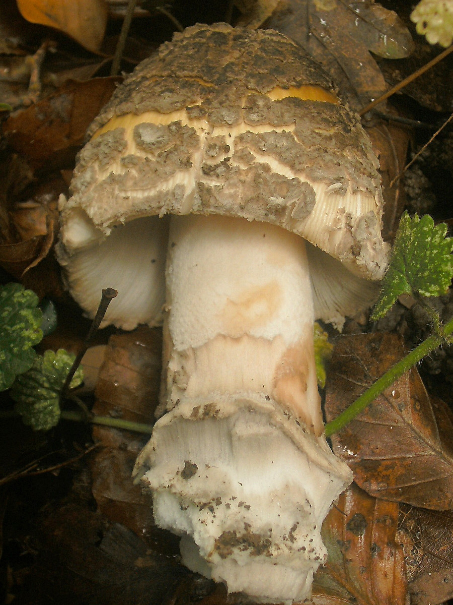 Amanita ceciliae-b_10-2013.jpg