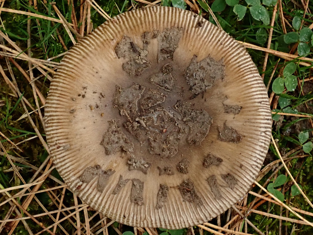 Amanita ceciliae-b_10-2024.jpg