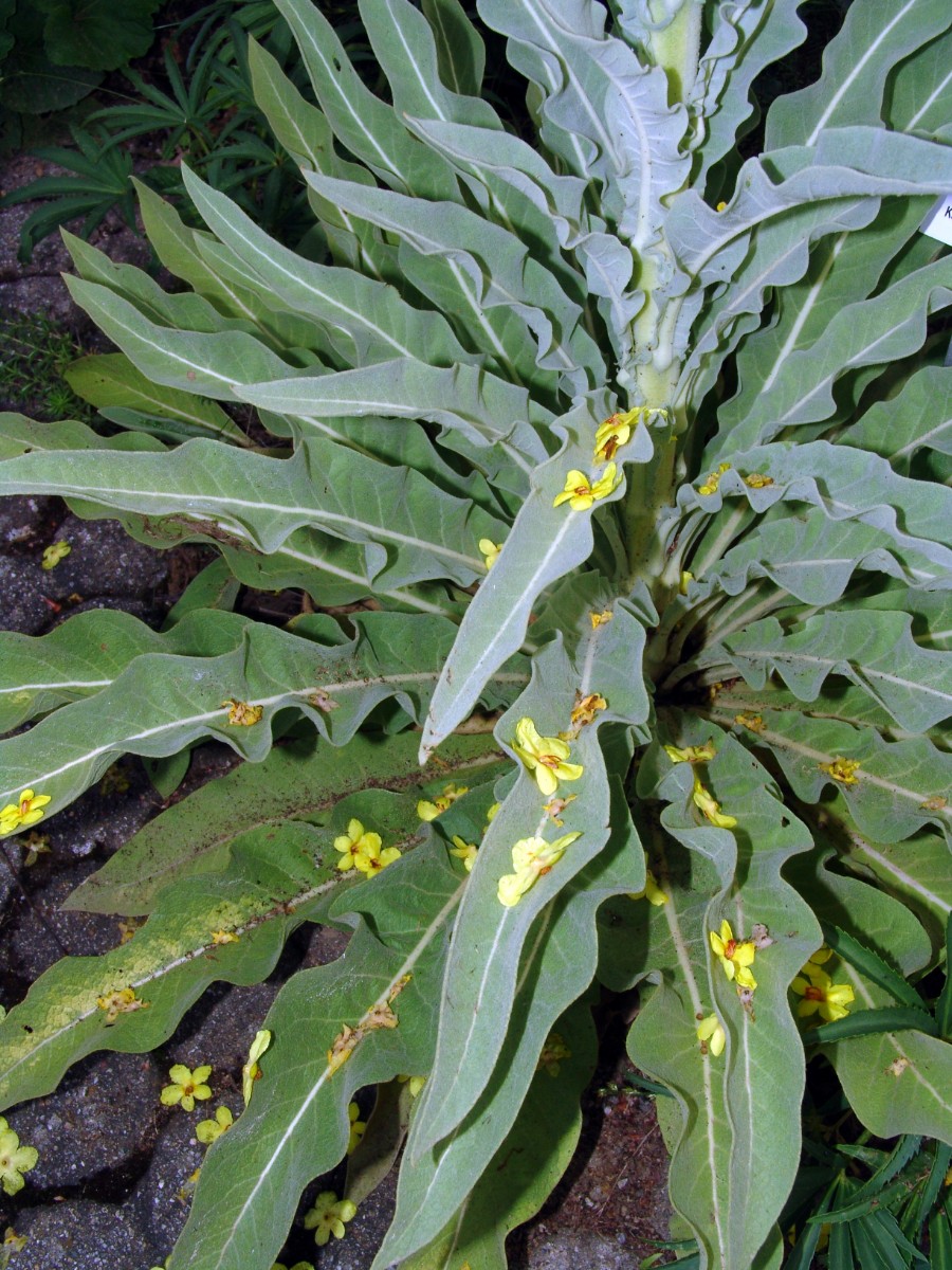 Verbascum olympicum BotFR G3.jpg