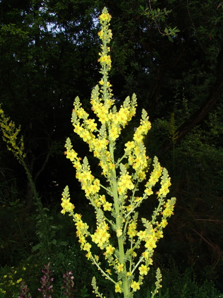 Verbascum olympicum BotFR G4.jpg