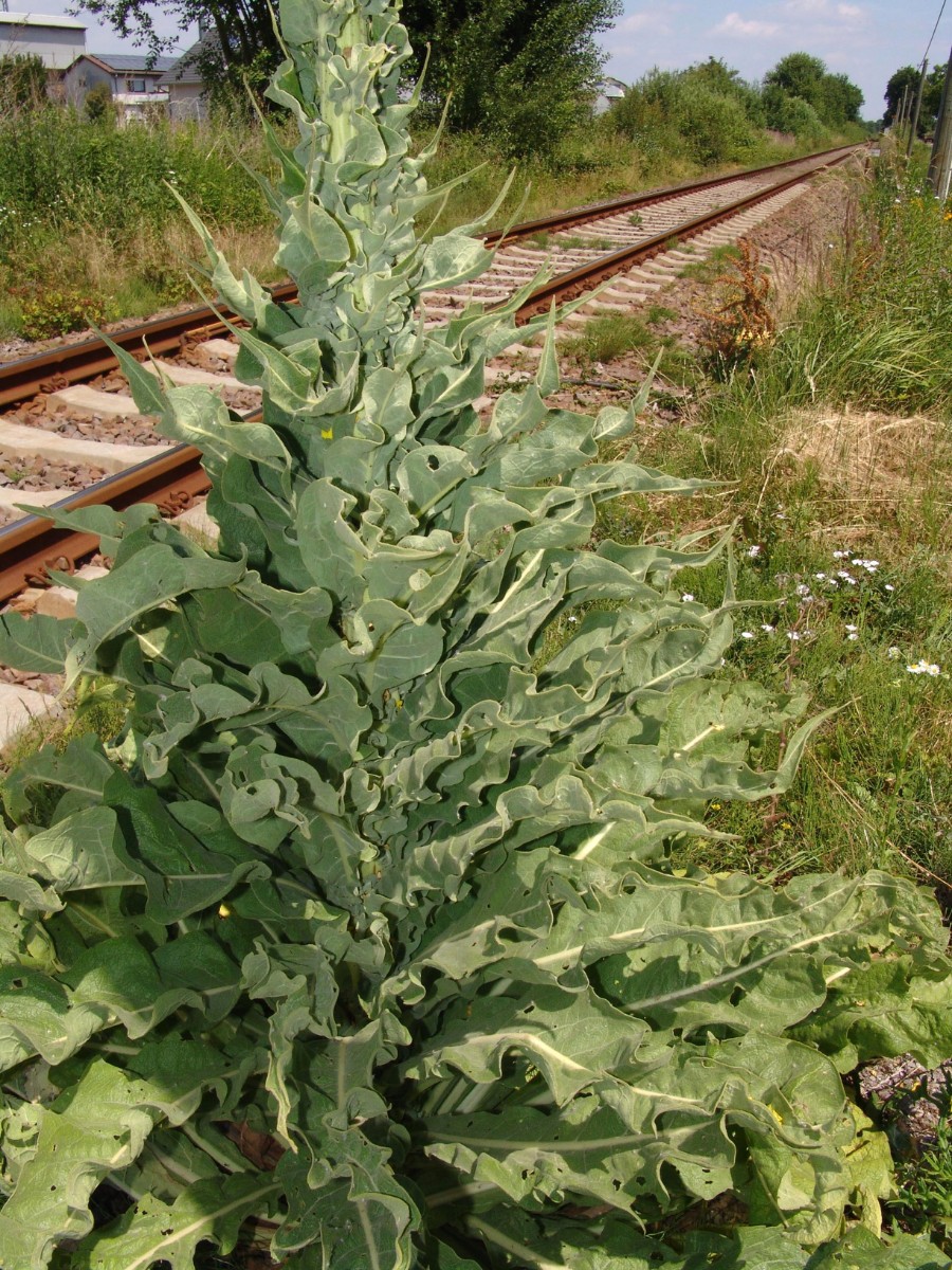 Verbascum speciosum x Schaidt westl Ortsausgang G1.jpg