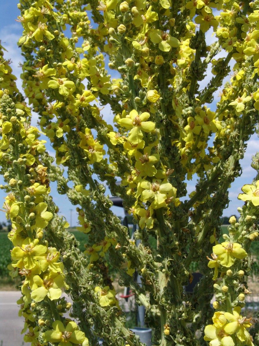 Verbascum speciosum x Schaidt westl Ortsausgang G6.jpg