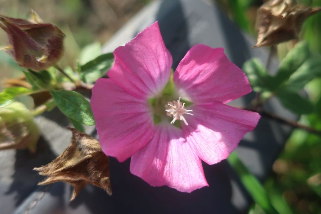 Malva 1_Ludwigschorgast_2024-11-03.jpg