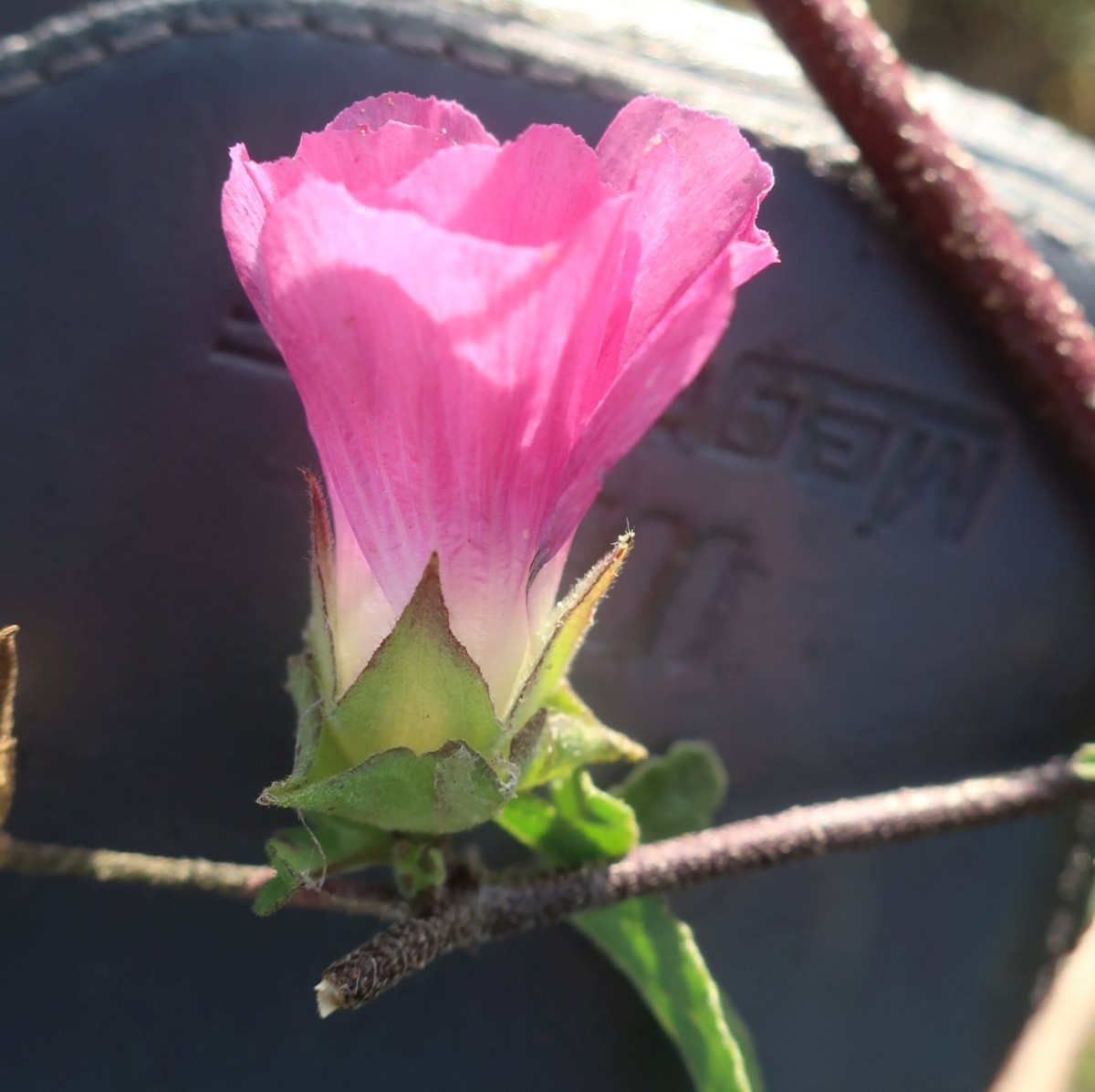 Malva 2_Ludwigschorgast_2024-11-03.jpg