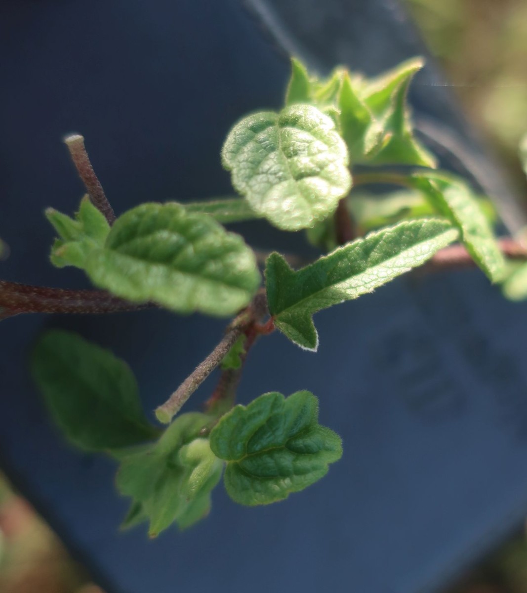 Malva 4_Ludwigschorgast_2024-11-03.jpg