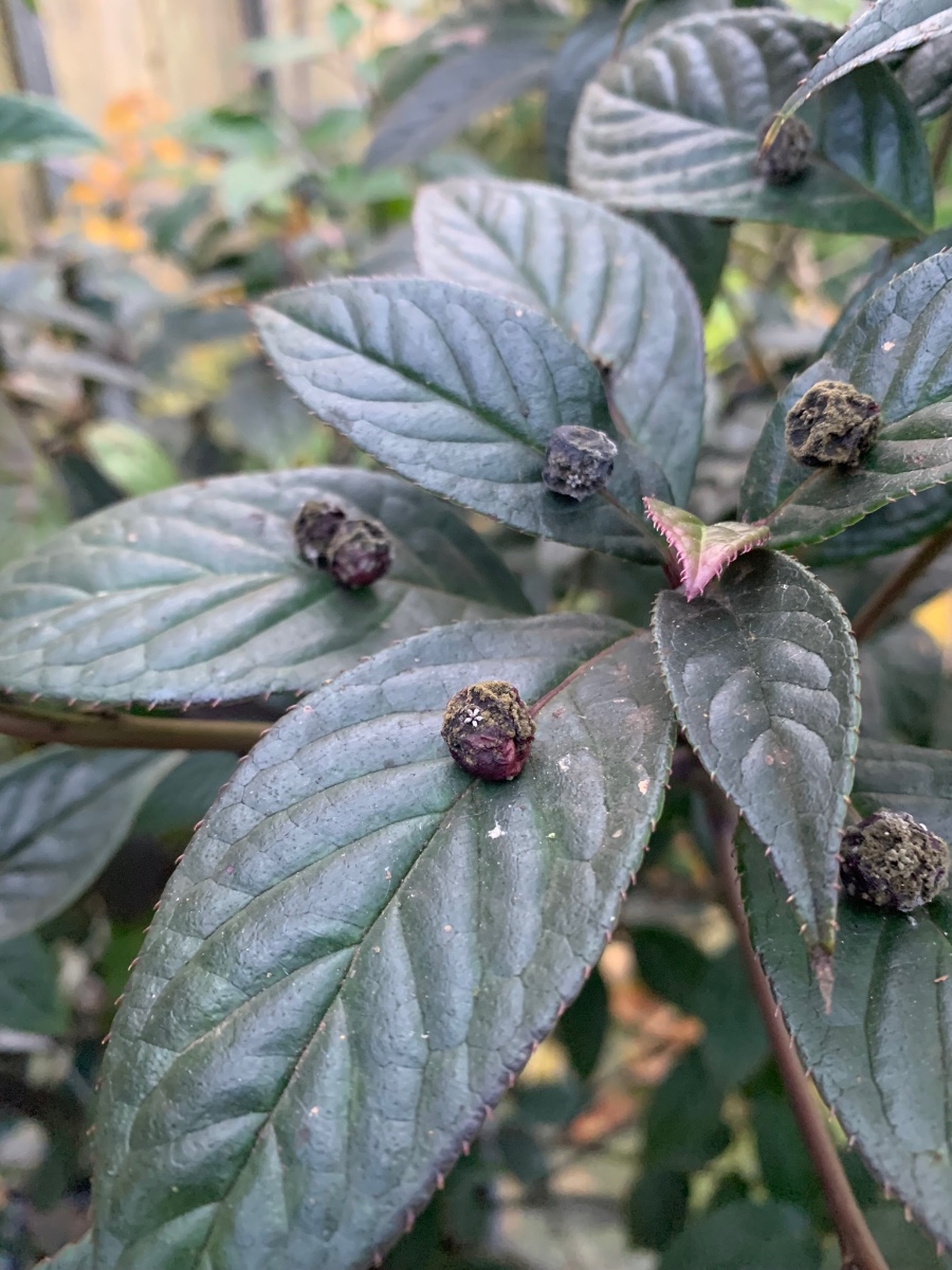 Helwingia