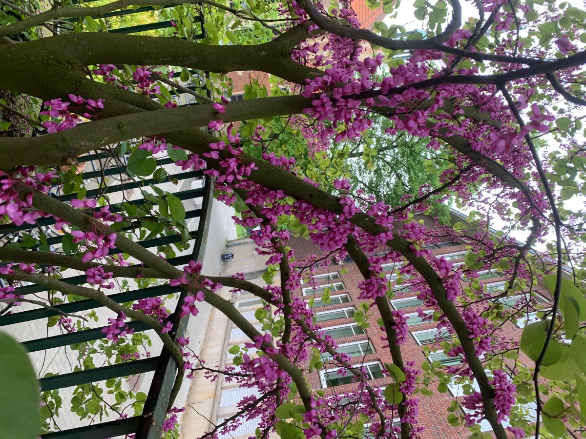 Cercis Siliquastrum