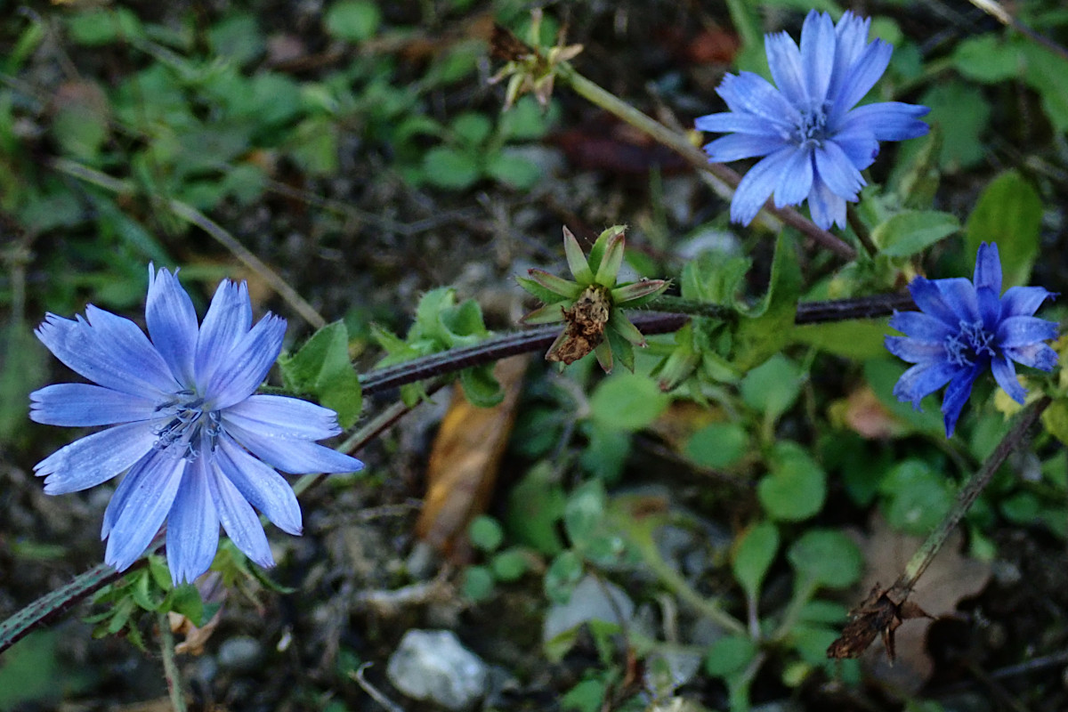 Cichorium intybus_11-2024.jpg