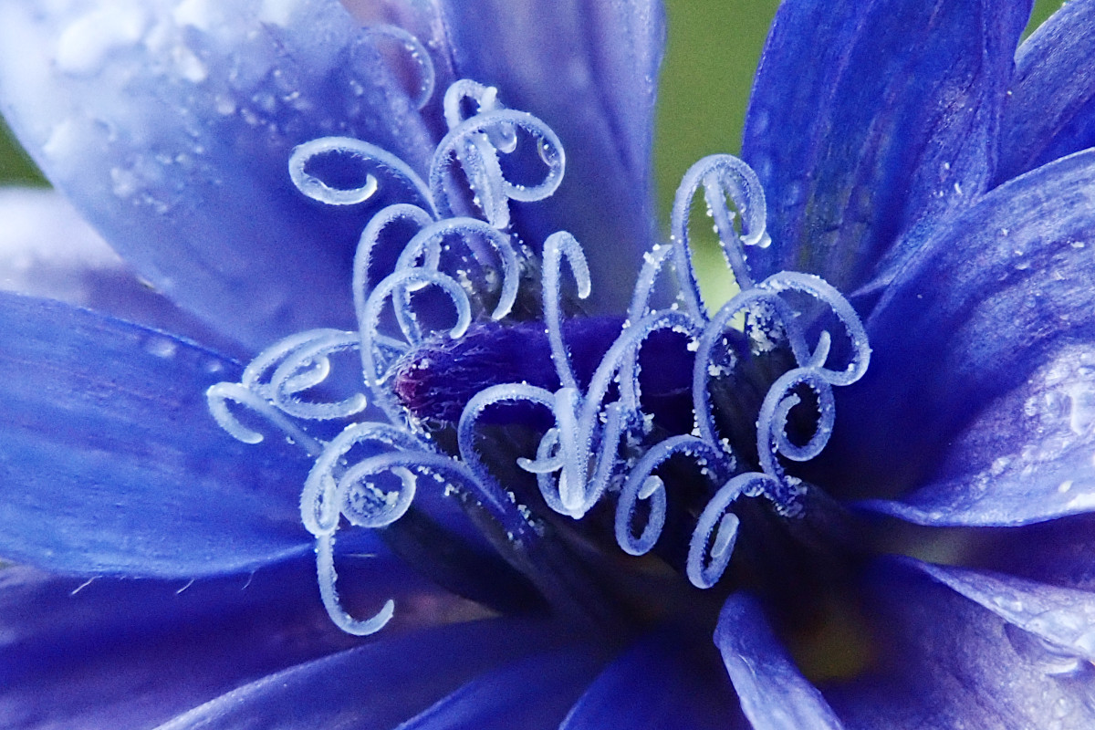 Cichorium intybus_Detail_11-2024.jpg