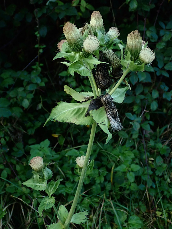 Cirsium oleraceum__11-2024.jpg