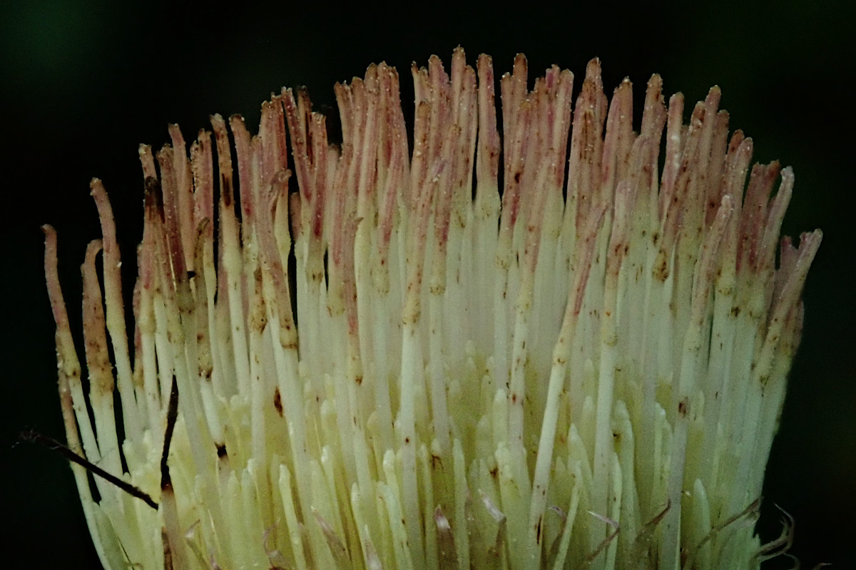 Cirsium oleraceum_Detail_11-2024.jpg