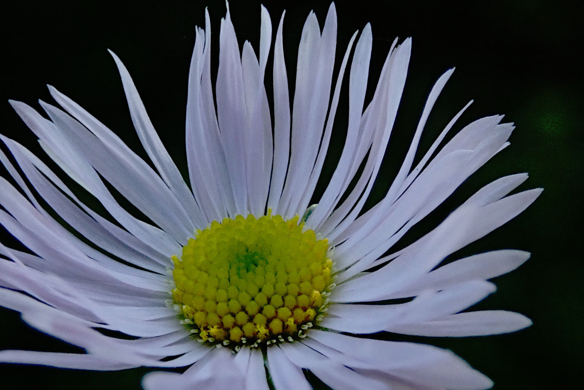 Erigeron annuus_11-2024.jpg