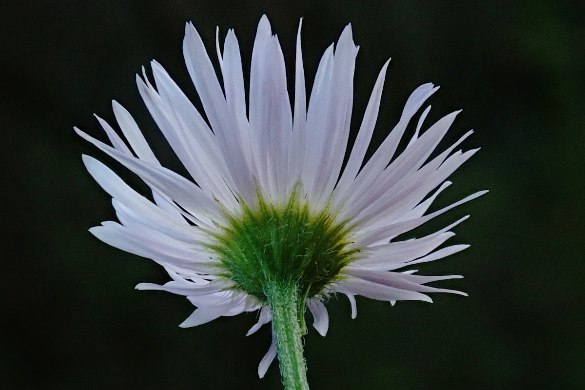 Erigeron annuus_Hüllblätter_11-2024.jpg