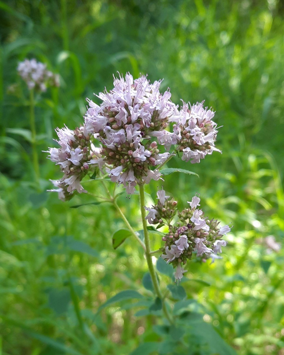 Polish_20241022_221025504.jpg