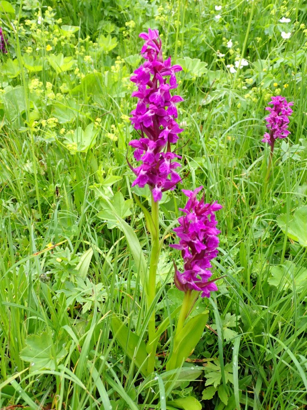 Dactylorhiza incarnata_klein.jpg
