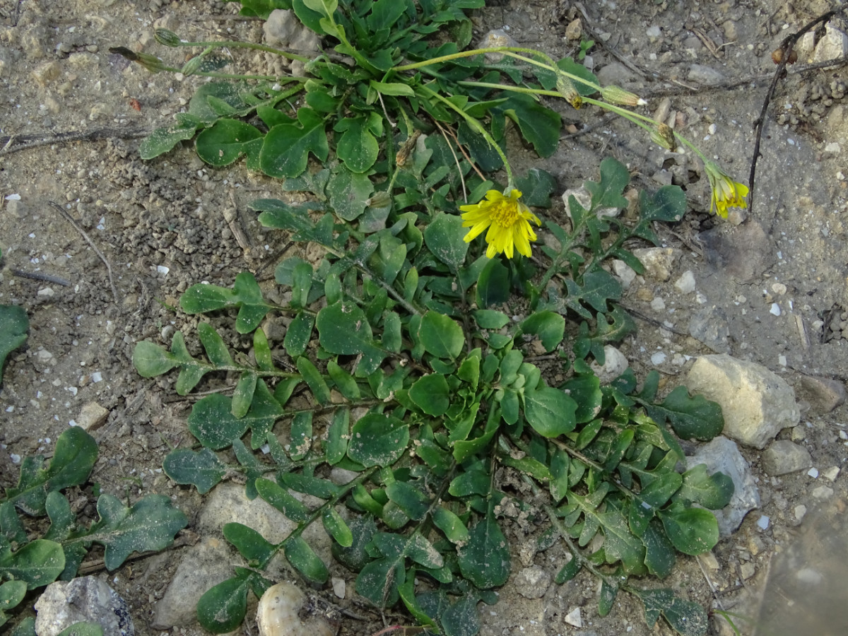 Crepis bursifolia.JPG