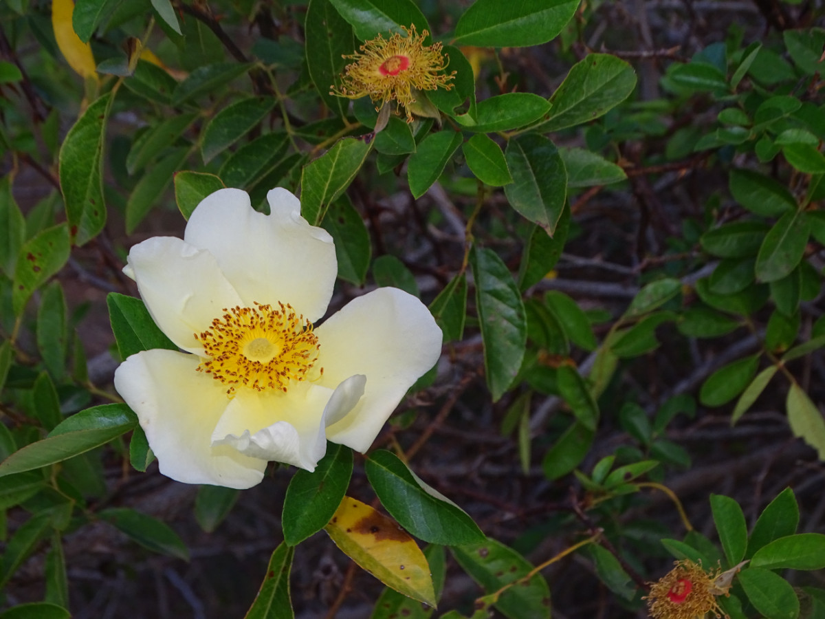 DSC00903.JPG