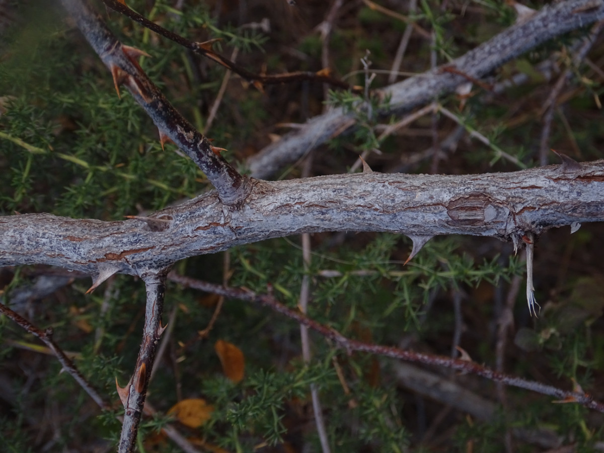 DSC00904.JPG