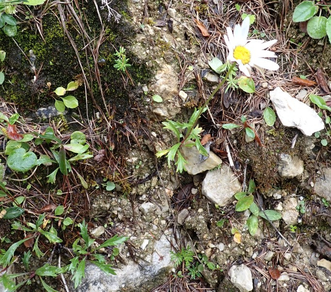 Leucanthemum atratum-halleri.jpg