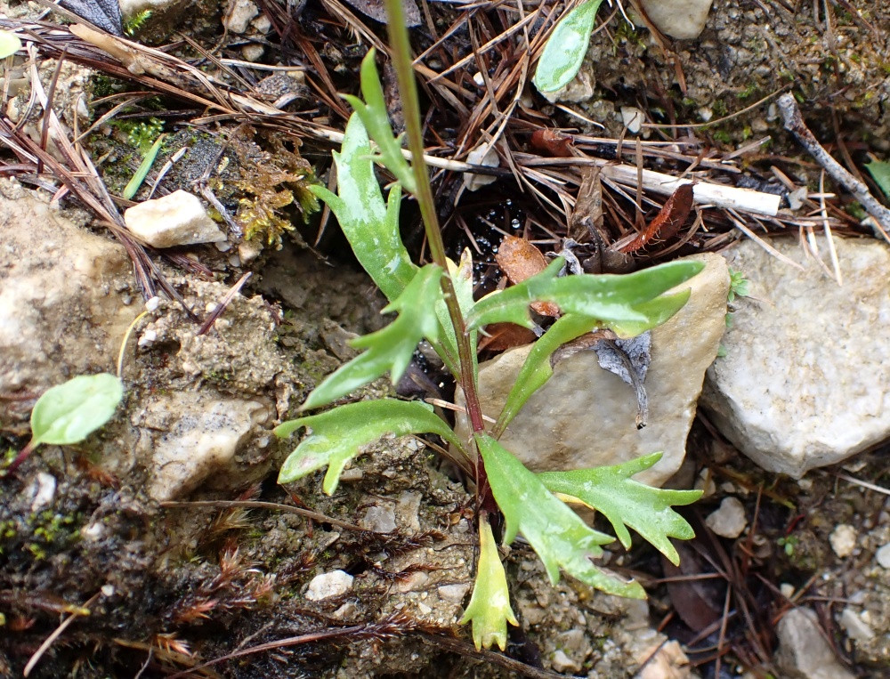 Leucanthemum atratum-halleri_2.jpg