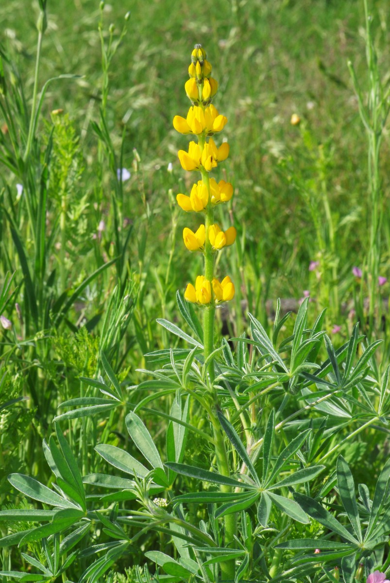 Lupinus luteus yy  BB 9.6.16 DSC_6555.JPG