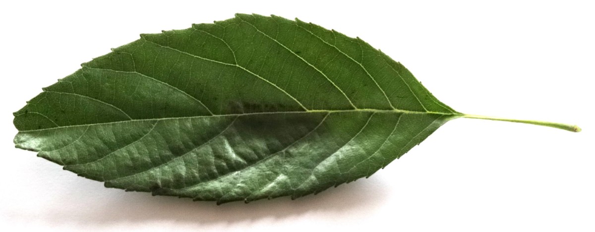 (2) Blatt von oben.JPG