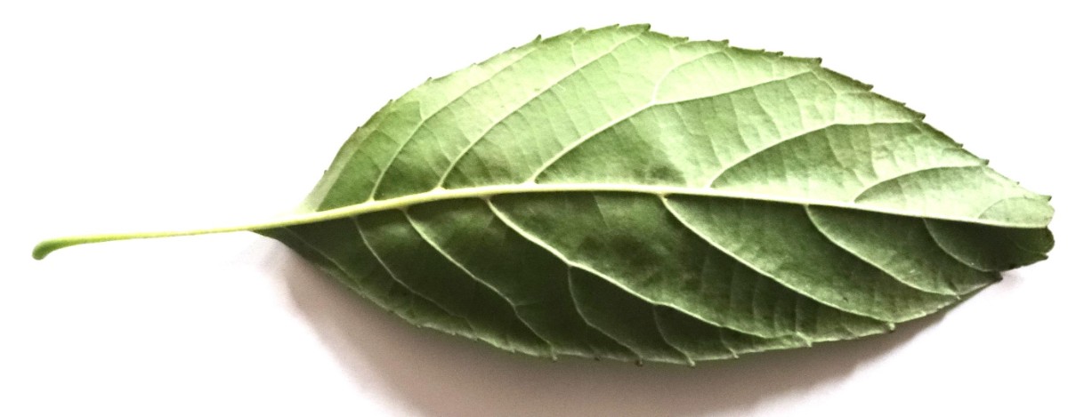 (3) Blatt von unten.JPG