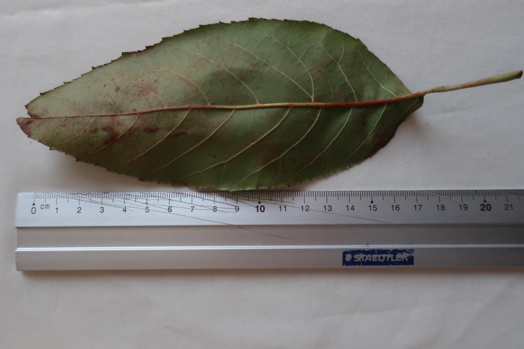 2019-12-07_Alnus x spaethii 2_Augsburg.jpg