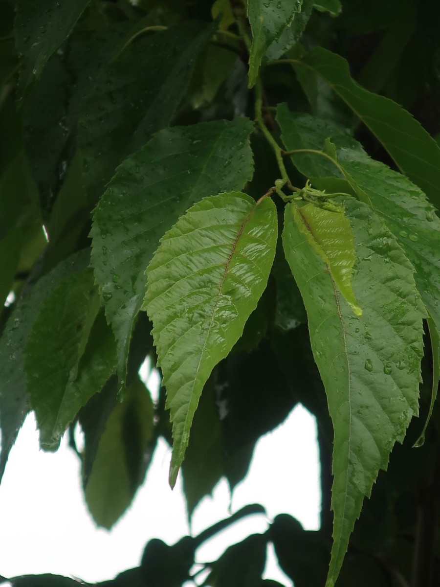 2020-06-07_Alnus x spaethii 1_Augsburg.jpg