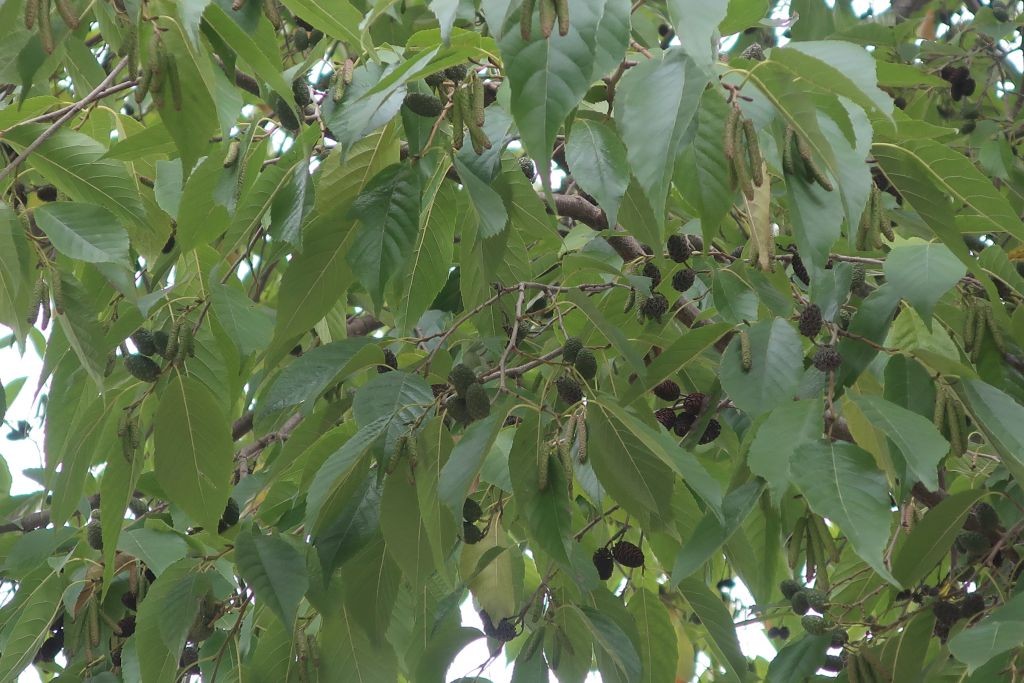 2022-11-03_Alnus x spaethii 2_Augsburg.jpg