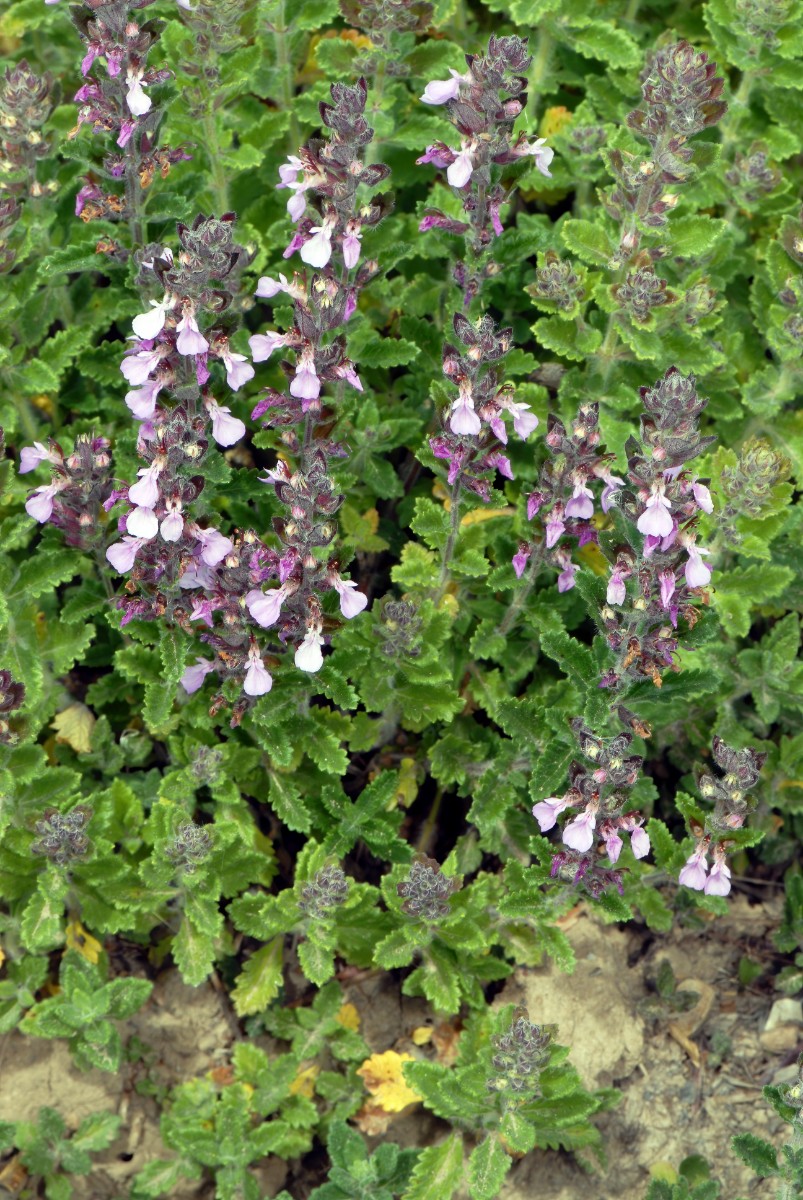 Teucrium chamaedrys ssp chamaedrys BG BN 18.6.17 DSC_0062korr2-dd.jpg