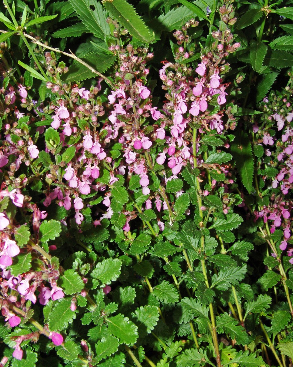 Teucrium x lucidrys Stangenhagen BB GartenPrasse G2.jpg