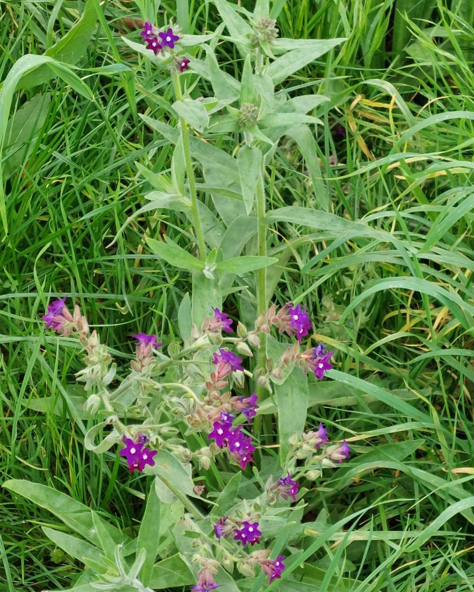2024-11-13_Anchusa officinalis 1_LIF.jpg