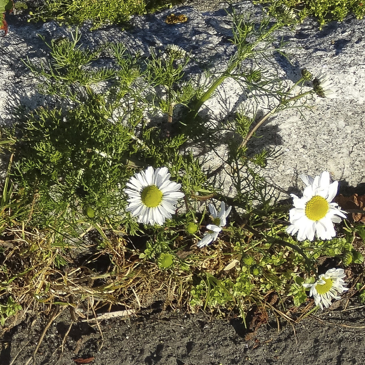 DSC02232-4.jpg