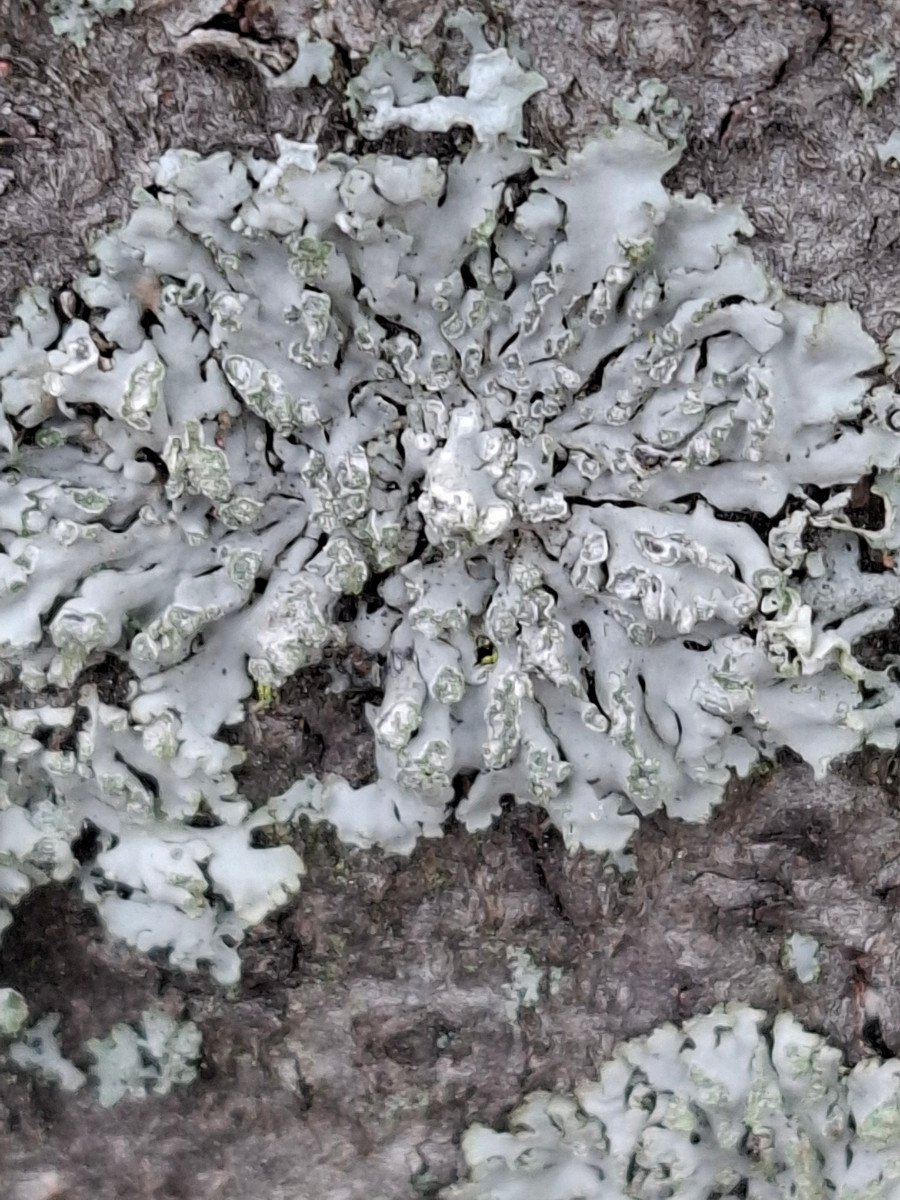 k-Physconia grisea.jpg