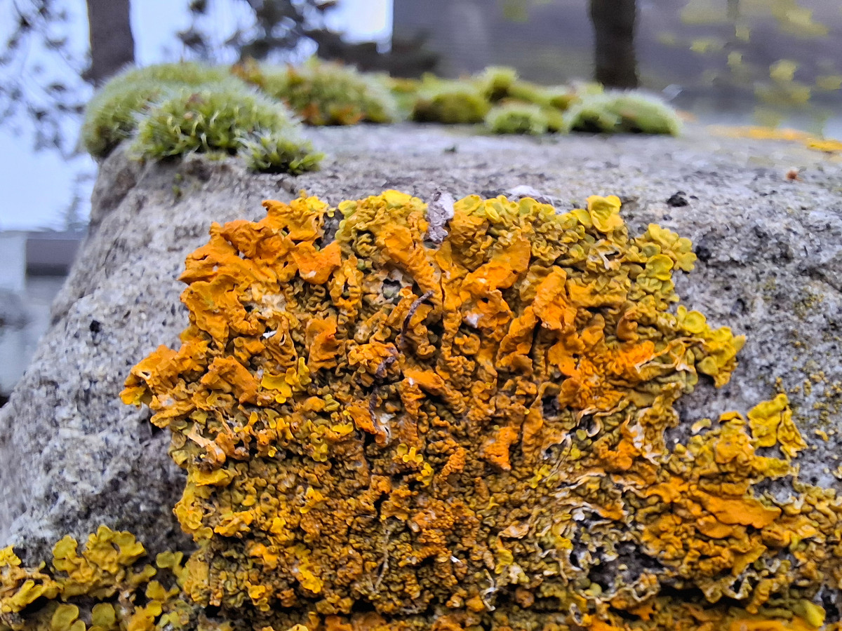 Xanthoria1.jpg