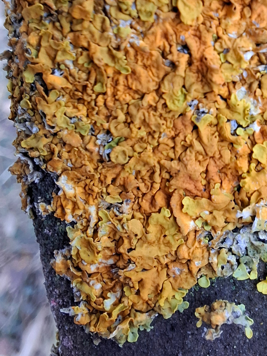 Xanthoria2b.jpg