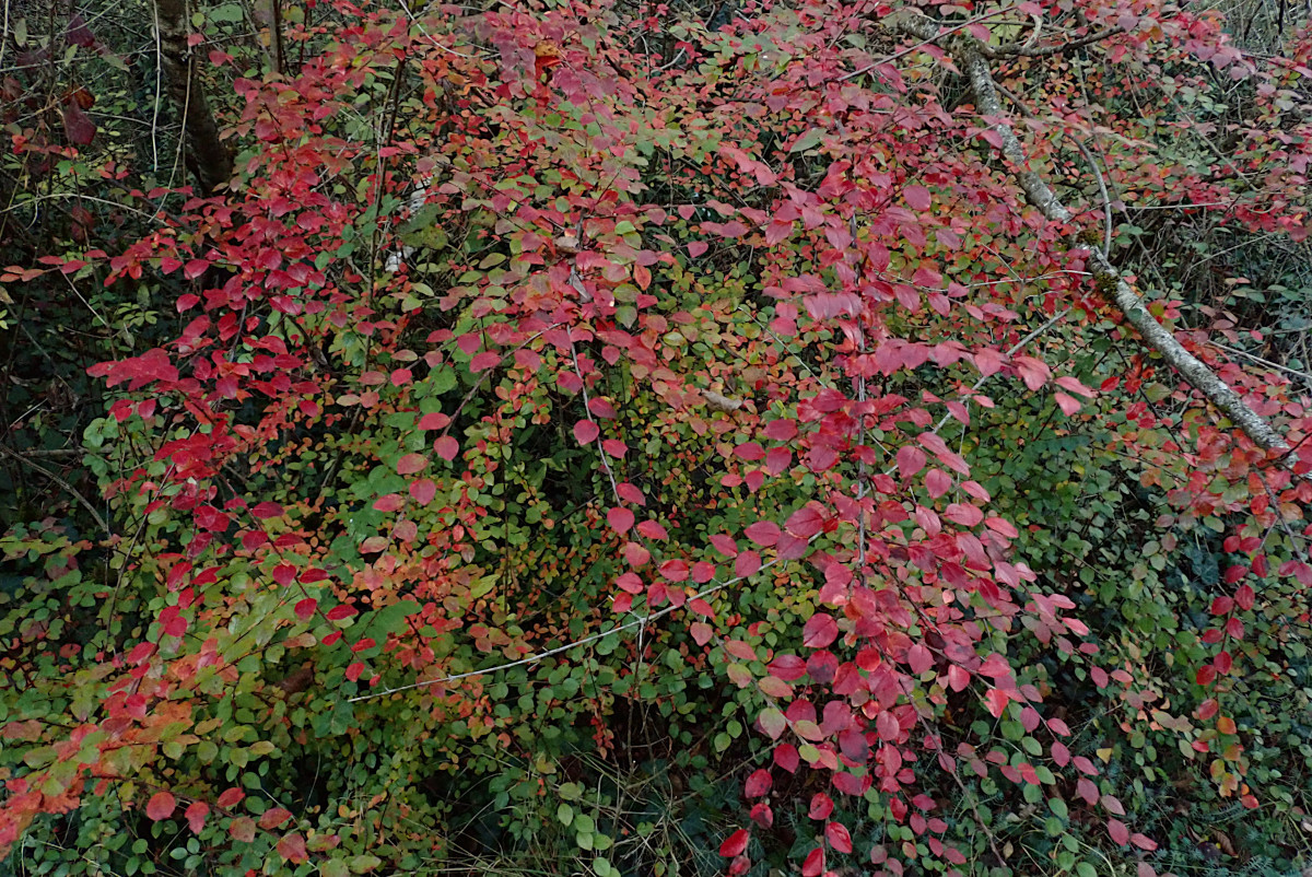 Cotoneaster divaricatus-a_11-2024.jpg