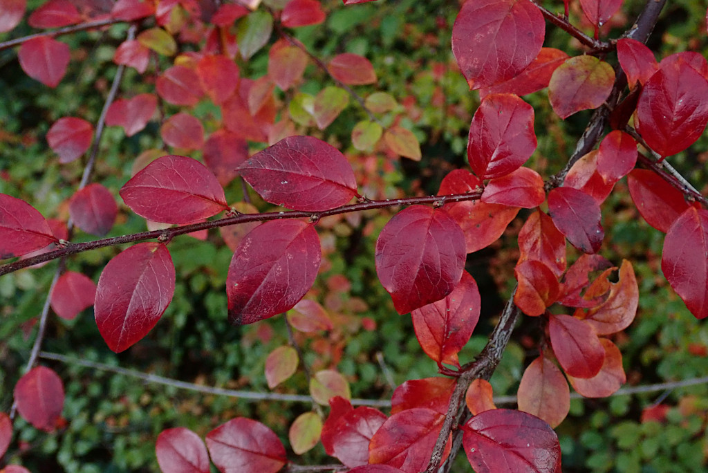 Cotoneaster divaricatus-b_11-2024.jpg