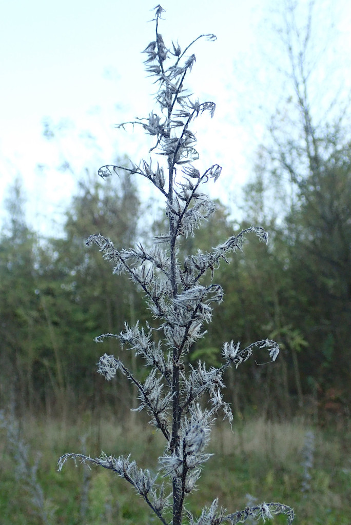 Echium vulgare-a_11-2024.jpg
