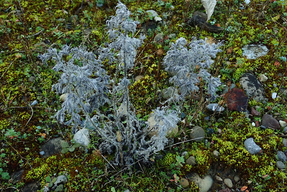 Echium vulgare-b_11-2024.jpg