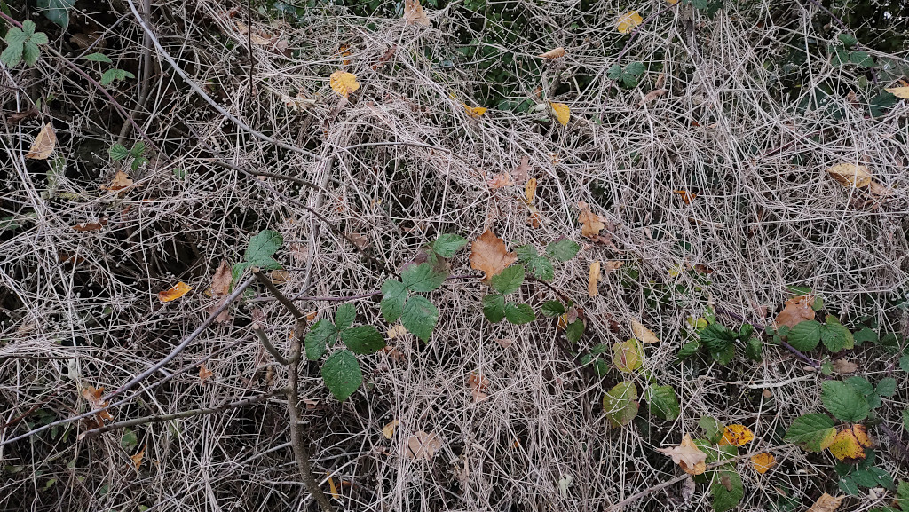 Galium molluga agg -a_11-2024.jpg