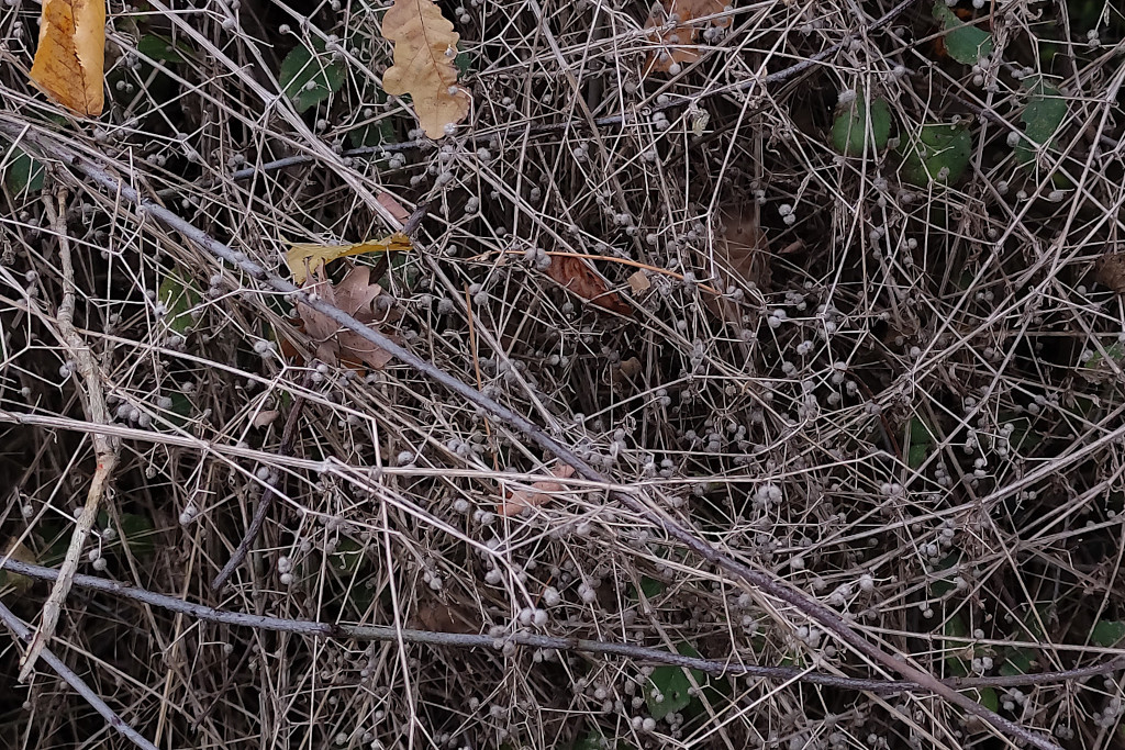 Galium molluga agg-b_11-2024.jpg