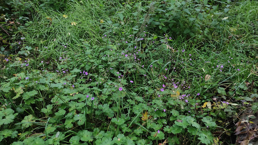 Geranium pyrenaicum_11-2024.jpg