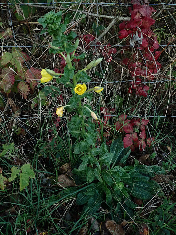 Oenothera spec._11-2024.jpg