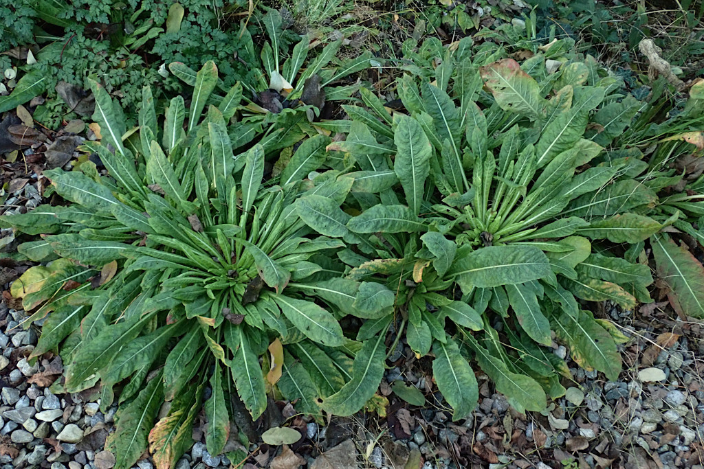 Oenothera spec.-a_11-2024.jpg